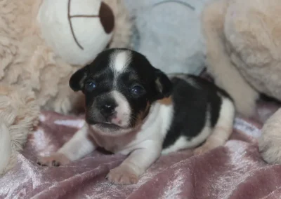 Dansk svensk gårdhund tæve hvalp