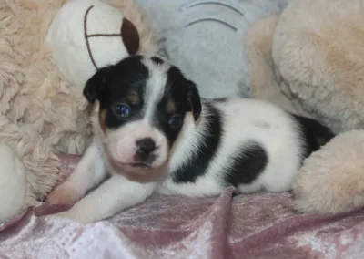 Lille tæve hvalp gårdhund