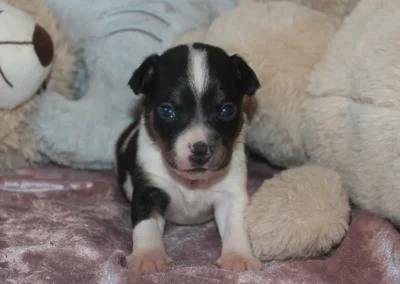 Dansk svensk gårdhund tæve hvalp sort hvid