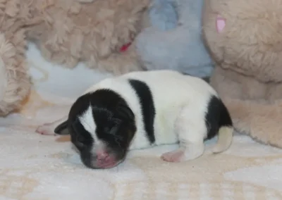 Dansk/svensk gårdhund hvalp han 1 fra Sednas kuld hos Zkrubbes