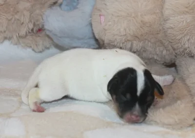 Dansk/svensk gårdhund hvalp han 2 fra Sednas kuld hos Zkrubbes