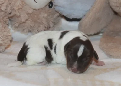 Dansk/svensk gårdhund hvalp han 3 fra Sednas kuld hos Zkrubbes