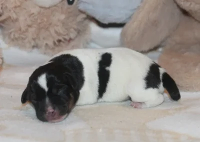 Dansk/svensk gårdhund hvalp han 4 fra Sednas kuld hos Zkrubbe's