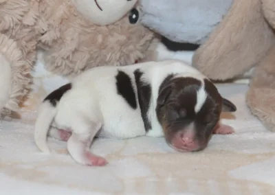 Dansk/svensk gårdhund hvalp han 5 fra Sednas kuld hos Zkrubbe's
