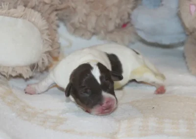 Dansk/svensk gårdhund tævehvalp fra Sednas kuld hos Zkrubbe's