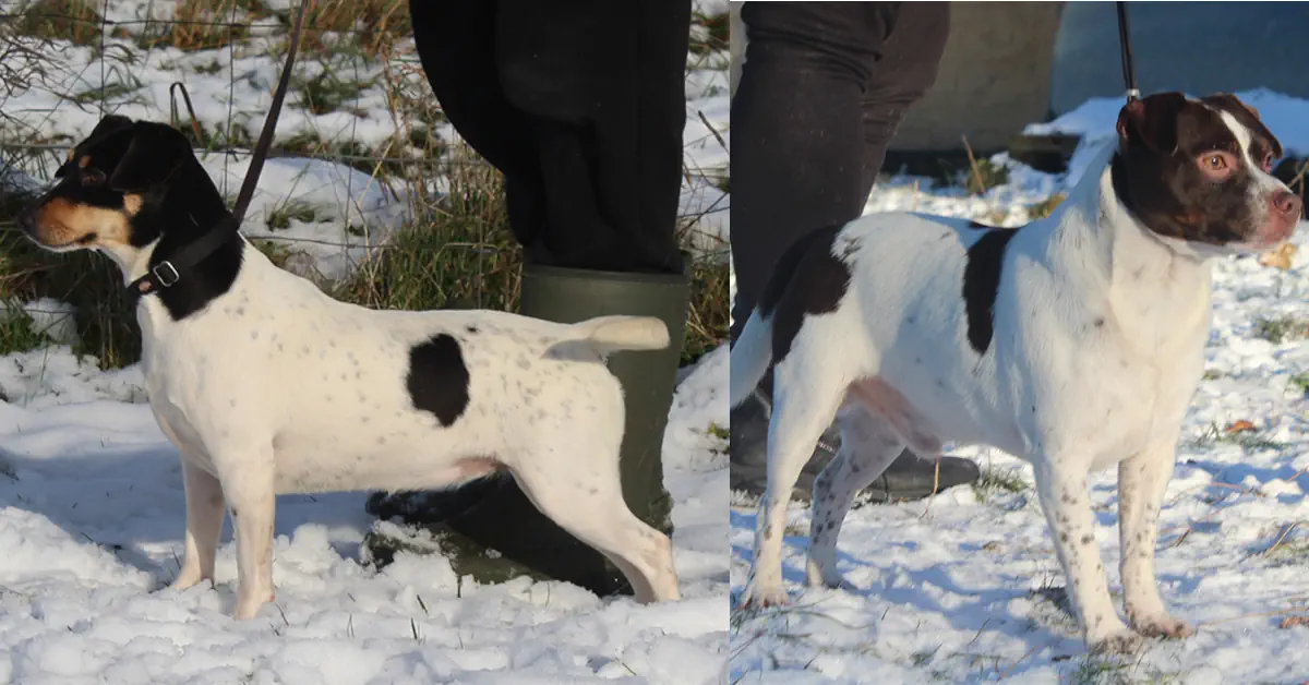 Sedna og Just Ask Dan Af Karltorp, forældre til dansk/svensk gårdhund hvalpe hos Zkrubbe's