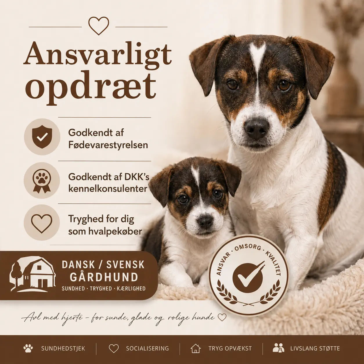 Dansk/svensk gårdhund med hvalp og tekst om ansvarligt opdræt, godkendelse hos Fødevarestyrelsen og DKK’s kennelkonsulenter.