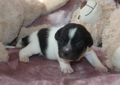 Dansk/svensk gårdhund hvalp han 1 fra Sednas kuld hos Zkrubbe's, fotograferet den 29. april