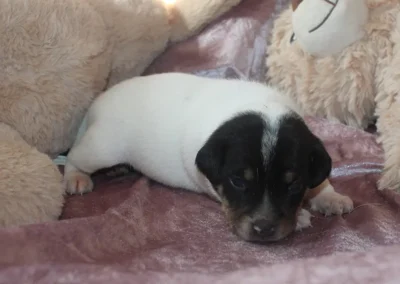 Dansk/svensk gårdhund hvalp han 2 fra Sednas kuld hos Zkrubbe's, fotograferet den 29. april
