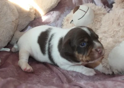 Dansk/svensk gårdhund hvalp han 3 fra Sednas kuld hos Zkrubbe's, fotograferet den 29. april
