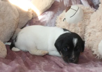 Dansk/svensk gårdhund hvalp han 4 fra Sednas kuld hos Zkrubbe's, fotograferet den 29. april