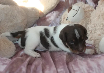 Dansk/svensk gårdhund hvalp han 5 fra Sednas kuld hos Zkrubbe's, fotograferet den 29. april