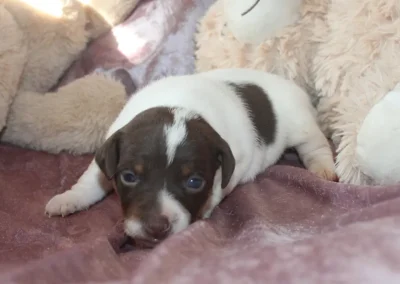 Dansk/svensk gårdhund tævehvalp fra Sednas kuld hos Zkrubbe's, fotograferet den 29. april