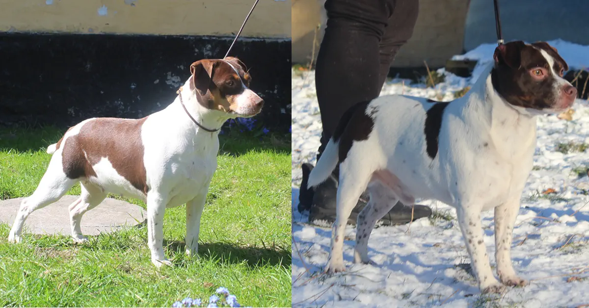 Zkrubbe’s Caltha og Just Ask Dan Af Karltorp, to dansk-svenske gårdhunde