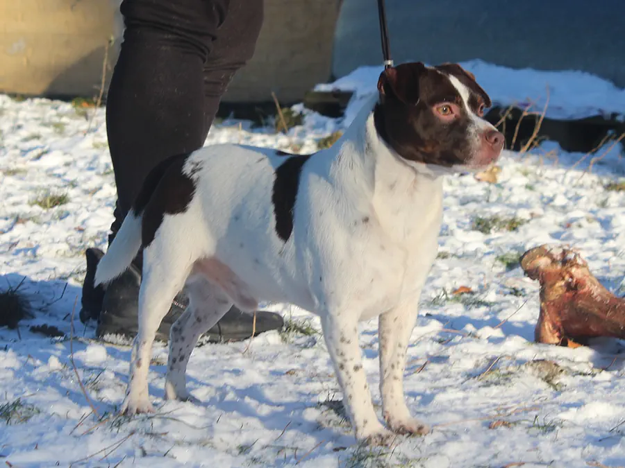Just Ask Dan Af Karltorp Just Ask Dan Af Karltorp, brun-hvid dansk-svensk gårdhund, stående i sne