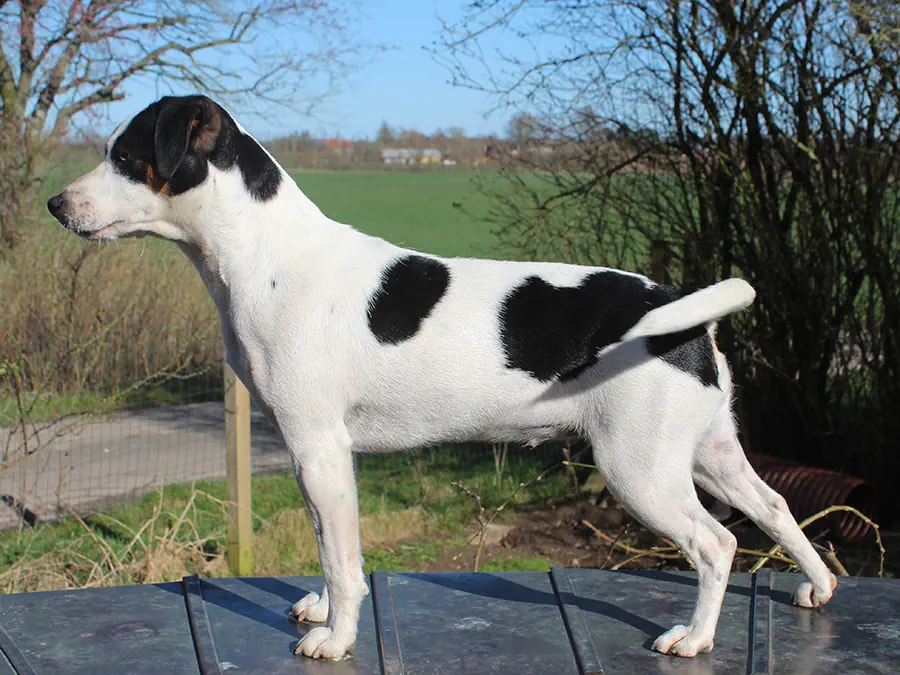 Zkrubbe’s Linja Zkrubbe’s Linja, sort-hvid dansk-svensk gårdhund, stående udendørs
