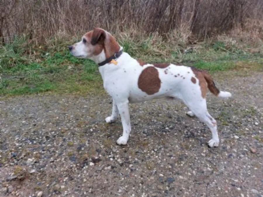 Vindrosen’ Kristian Vindrosen’ Kristian, brun-hvid dansk-svensk gårdhund, stående på en grusvej