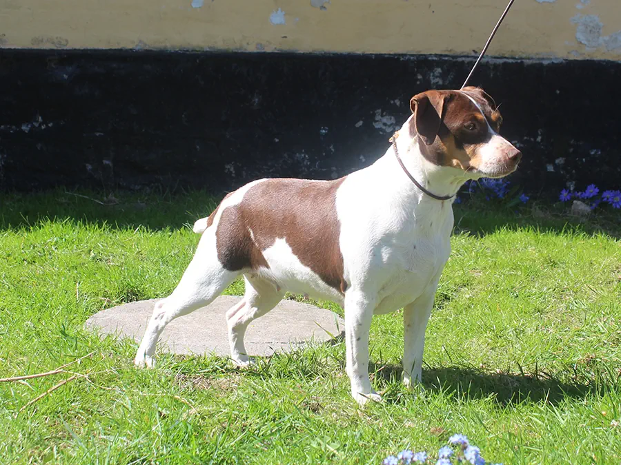 Zkrubbe’s Caltha Zkrubbe’s Caltha, brun-hvid dansk-svensk gårdhund, stående på græs