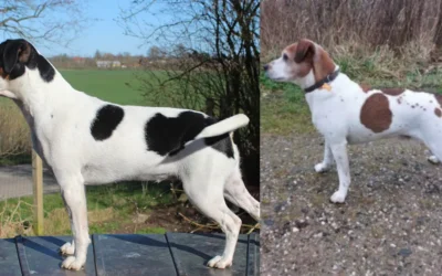 Zkrubbe’s Linja er parret med Vindrosen’ Kristian