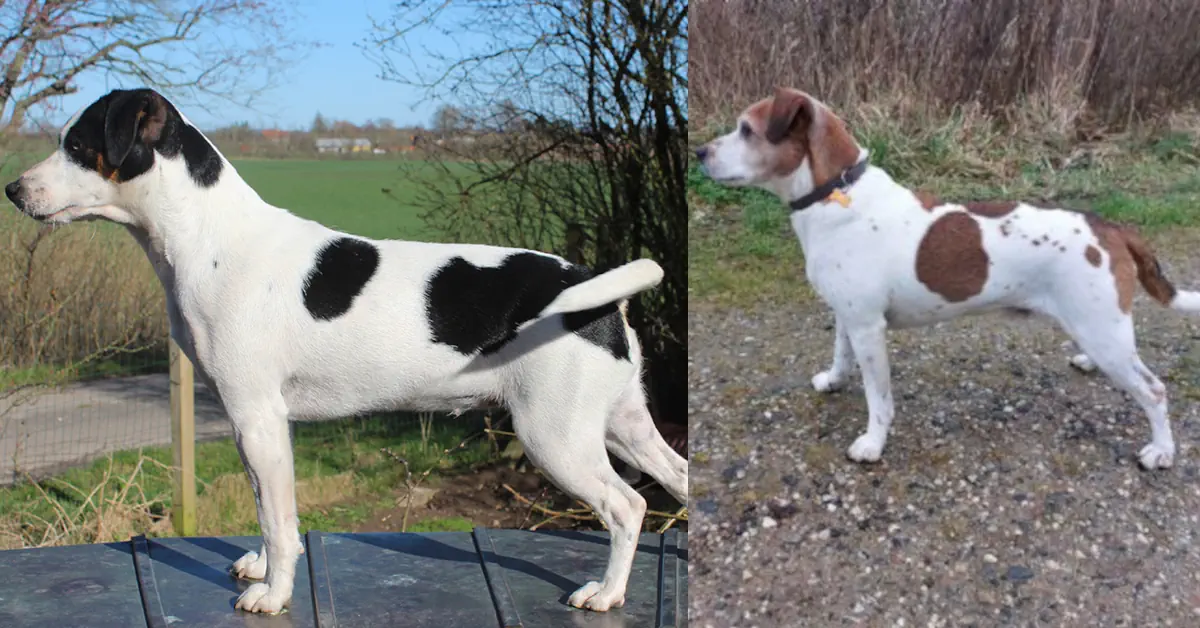 Zkrubbe’s Linja og Vindrosen’ Kristian, to dansk-svenske gårdhunde, stående udendørs i et sammensat forældrebillede.