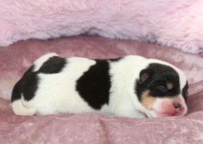 Dansk-svensk gårdhundehvalp, han 2 fra Linjas kuld hos Zkrubbe’s, fotograferet 7. september 2026.