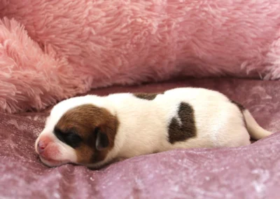 Dansk-svensk gårdhundehvalp, tæve 1 fra Linjas kuld hos Zkrubbe’s, fotograferet 7. september 2026.