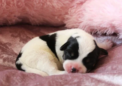 Dansk-svensk gårdhundehvalp, tæve 2 fra Linjas kuld hos Zkrubbe’s, fotograferet 7. september 2026.