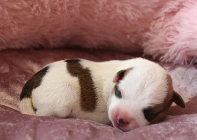 Dansk-svensk gårdhundehvalp, tæve 3 fra Linjas kuld hos Zkrubbe’s, fotograferet 7. september 2026.