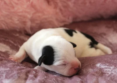 Dansk-svensk gårdhundehvalp, tæve 4 fra Linjas kuld hos Zkrubbe’s, fotograferet 7. september 2026.