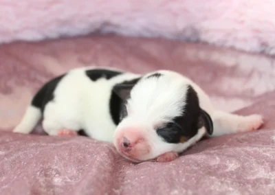 Dansk-svensk gårdhundehvalp, tæve 5 fra Linjas kuld hos Zkrubbe’s, fotograferet 7. september 2026.