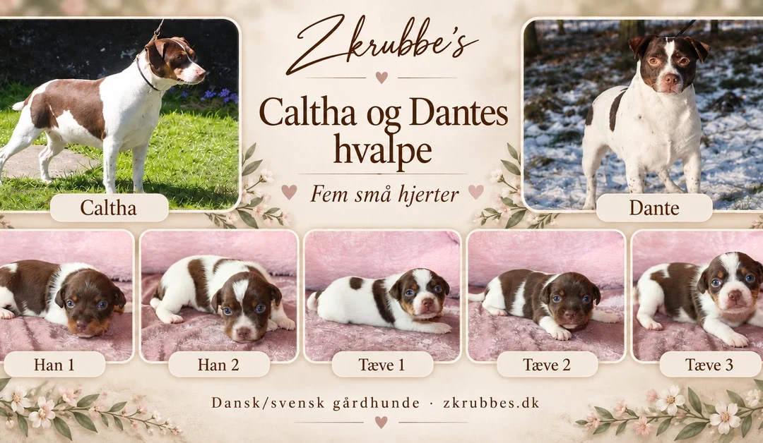 Caltha og Dante har fået fem skønne hvalpe