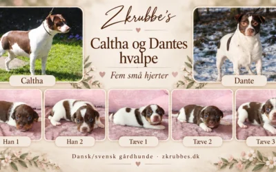 Caltha og Dante har fået fem skønne hvalpe