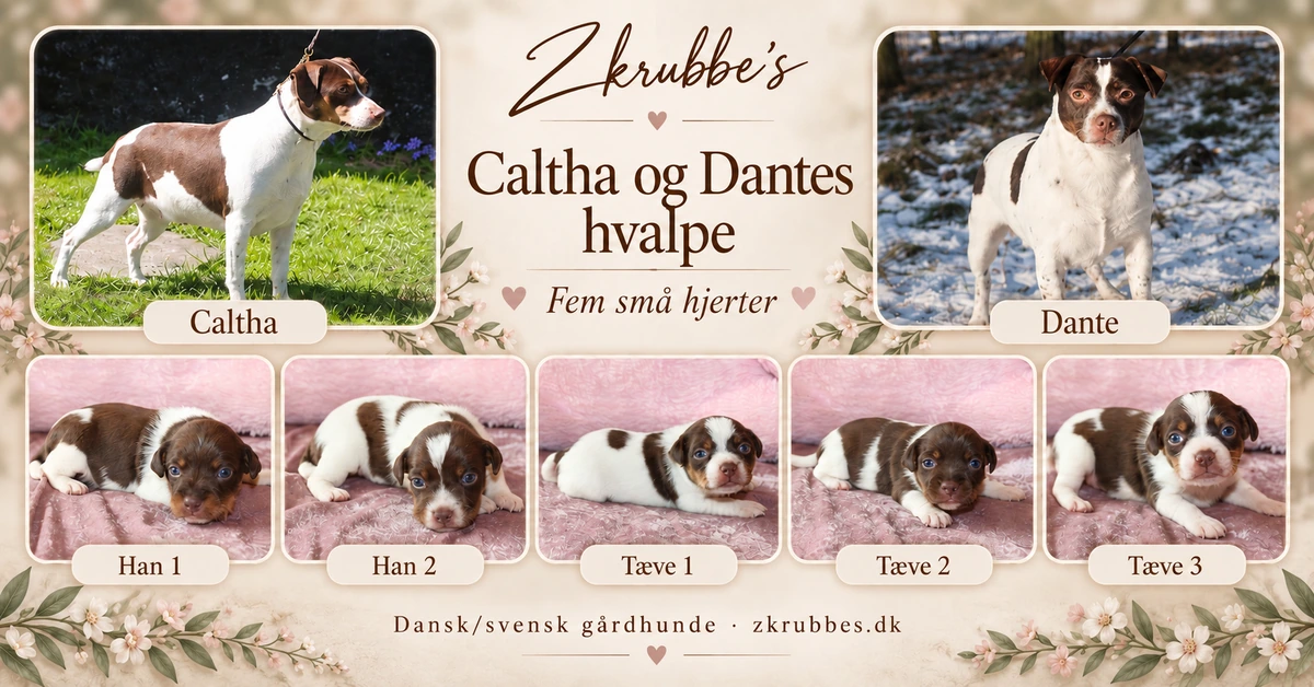 Fotocollage af Caltha, Dante og deres fem Dansk/svensk gårdhundehvalpe: to drenge og tre piger.