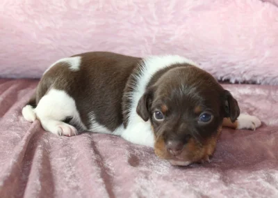 Han 1 fra Caltha og Dantes kuld, chokoladebrun og hvid Dansk/svensk gårdhundehvalp på et rosa tæppe.