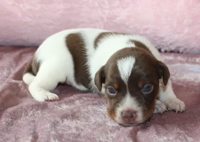 Han 2 fra Caltha og Dantes kuld, brun-hvid Dansk/svensk gårdhundehvalp med en hvid stribe i panden på et rosa tæppe.