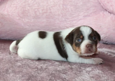 Tæve 1 fra Caltha og Dantes kuld, hvid og brun Dansk/svensk gårdhundehvalp på et rosa tæppe.
