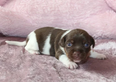 Tæve 2 fra Caltha og Dantes kuld, brun-hvid Dansk/svensk gårdhundehvalp, der kigger frem fra et rosa tæppe.