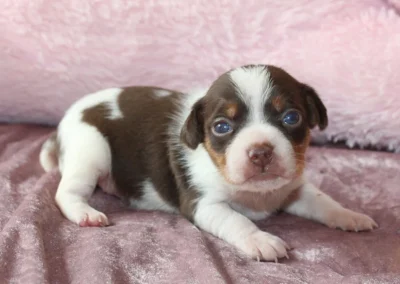Tæve 3 fra Caltha og Dantes kuld, brun-hvid Dansk/svensk gårdhundehvalp med hvid blis, liggende på et rosa tæppe.
