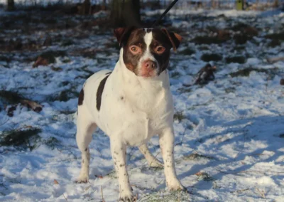 Dante, trefarvet chokolade dansk/svensk gårdhund, i en snedækket skov