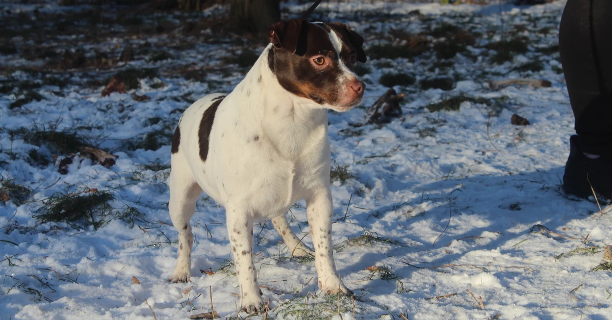 Dante, Just Ask Dan Af Karltorp, står i sneen hos Kennel Zkrubbe