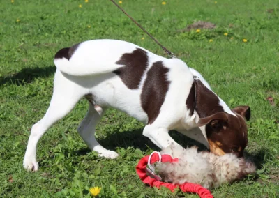Raze, en chokoladefarvet og hvid dansk/svensk gårdhund, leger med sit legetøj i græsset.
