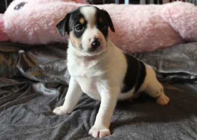 Han 1 fra Ronja og Lando Norris’ kuld, en trefarvet dansk/svensk gårdhundehvalp med bred hvid blis, siddende på et gråt tæppe.