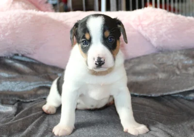 Han 2 fra Ronja og Lando Norris’ kuld, en trefarvet dansk/svensk gårdhundehvalp med hvid blis, set forfra på et gråt tæppe.