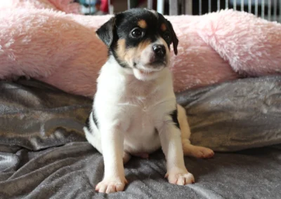 Han 3 fra Ronja og Lando Norris’ kuld, en sort, hvid og tanfarvet dansk/svensk gårdhundehvalp, der sidder og kigger til siden.