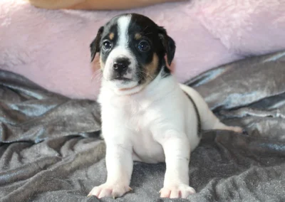 Han 4 fra Ronja og Lando Norris’ kuld, en trefarvet dansk/svensk gårdhundehvalp med hvid blis og hvide forpoter på et gråt tæppe.
