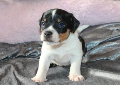 Han 5 fra Ronja og Lando Norris’ kuld, en trefarvet dansk/svensk gårdhundehvalp med sort hoved og tanfarvede kinder på et gråt tæppe.