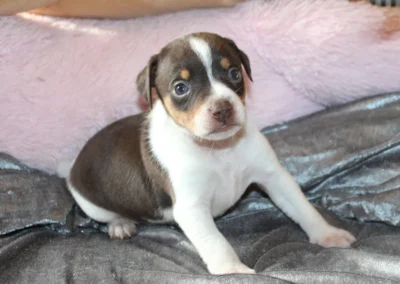 Tæve 1 fra Ronja og Lando Norris’ kuld, en brun, hvid og tanfarvet dansk/svensk gårdhundehvalp, der sidder på et gråt tæppe.