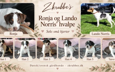Ronja og Lando Norris har fået seks skønne hvalpe
