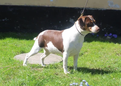 Zkrubbe’s Caltha, trefarvet chokolade Dansk/Svensk Gårdhund med stumphale, stående på græs