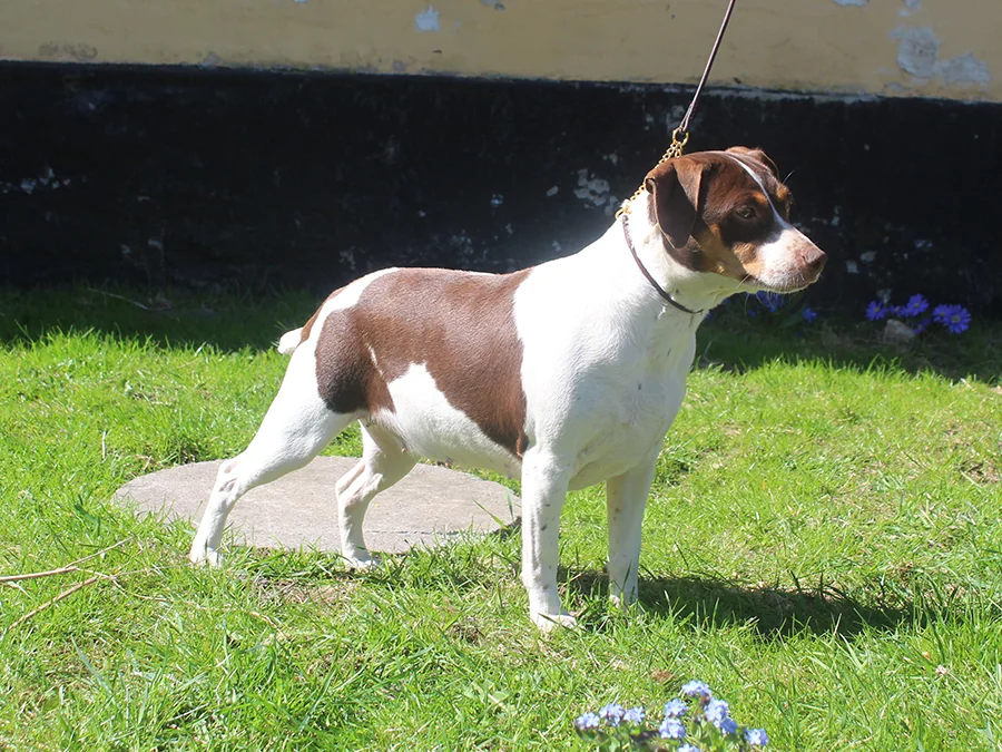 Zkrubbe’s Caltha, trefarvet chokolade Dansk/Svensk Gårdhund med stumphale